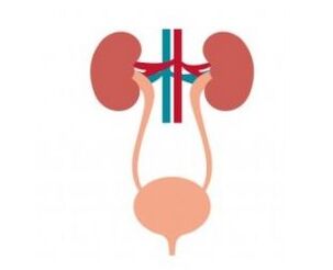 The reinforced urinary tract and its female capsules